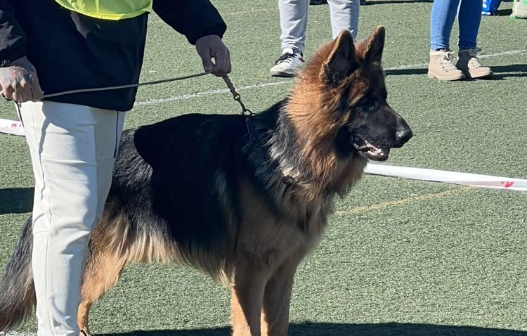 Utrera será un año más el punto de encuentro para los amantes del perro pastor alemán