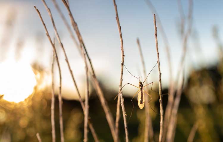 La Junta recomienda prevenir picaduras de mosquitos y garrapatas en ferias y romerías
