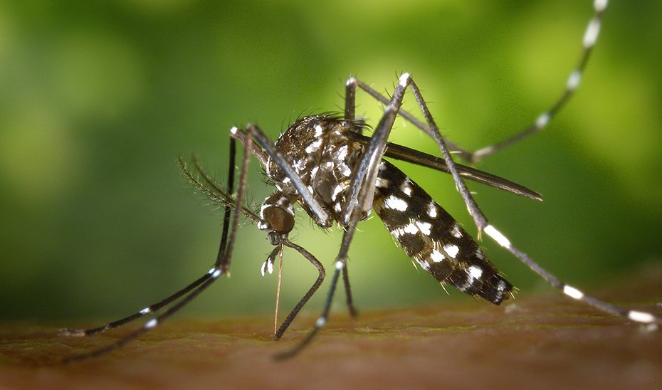 Utrera alcanza el nivel de riesgo 5 en la lucha contra el virus del Nilo