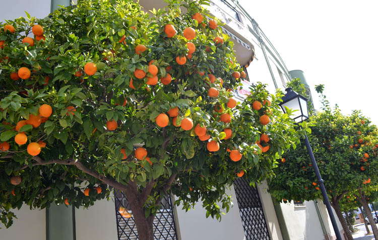 El porqué del retraso en la recogida de las naranjas