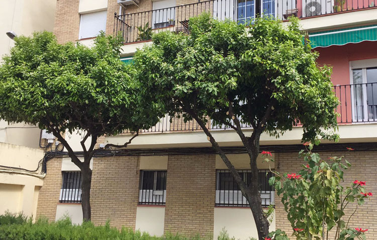 Vecinos de la barriada Cronista Manuel Morales se movilizan contra la eliminación de dos naranjos