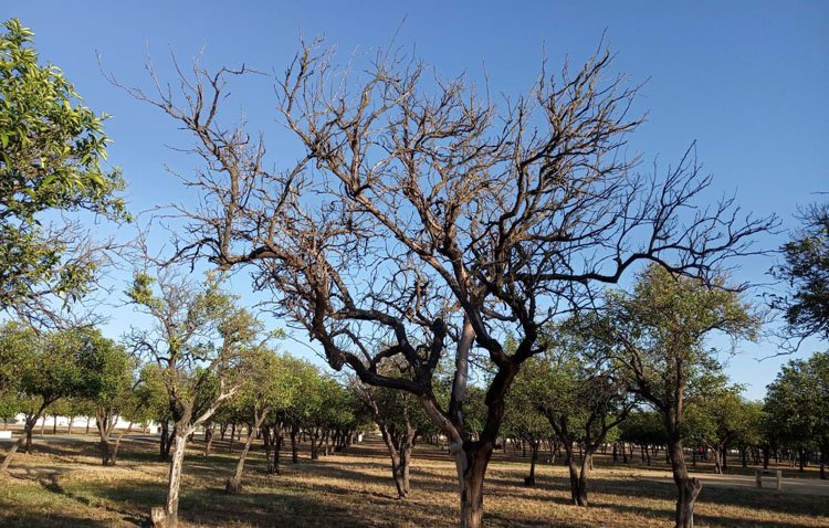 Juntos por Utrera lamenta que algunos naranjos del parque del V Centenario estén «totalmente secos»
