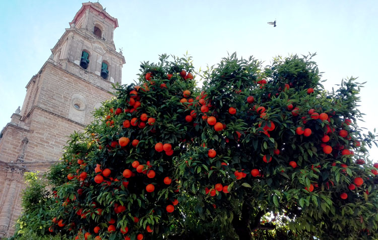 El abandono de los trabajos por la empresa recolectora deja casi la mitad de las naranjas de Utrera sin recoger