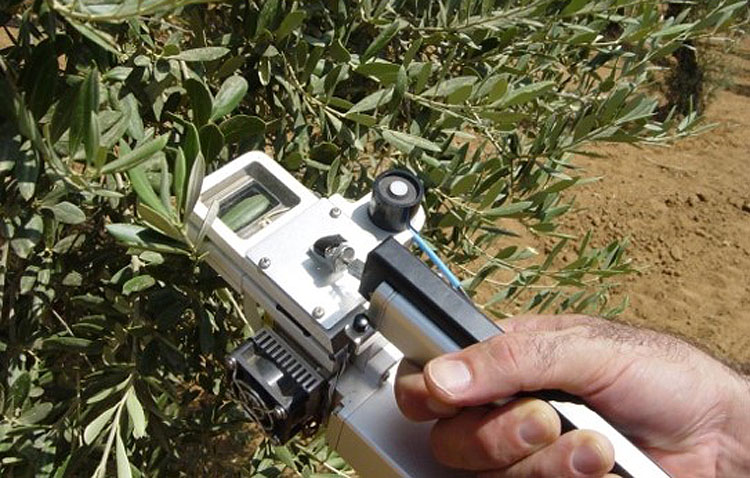 Un proyecto pionero detecta la necesidad de agua en olivos de Utrera para optimizar el uso de los recursos hídricos