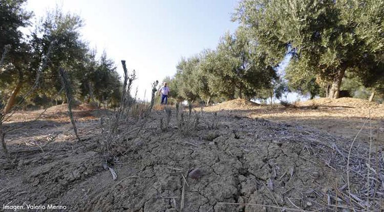 El calor quema la floración de la aceituna y pone en peligro la próxima cosecha en Utrera
