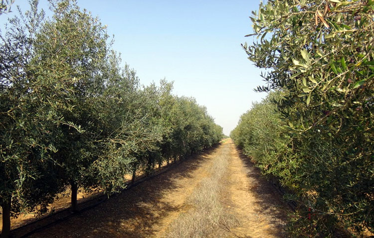 COAG denuncia que el olivar «se queda fuera de todas las ayudas por la sequía»