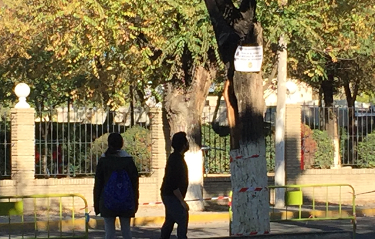 El PSOE apoya al gobierno PSOE-IU en la tala de árboles del paseo de Consolación
