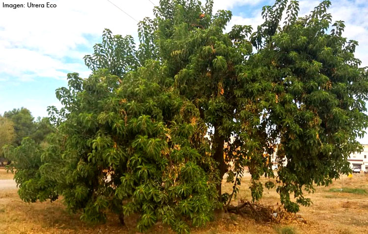 La curiosa historia del ombú, el desconocido árbol americano situado en la puerta verde de Utrera