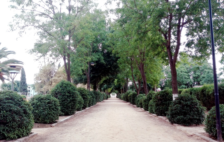 Una ordenanza municipal para gestionar y proteger el arbolado urbano de Utrera