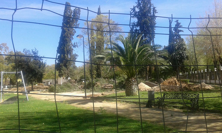 Un vídeo de Equo-Sevilla para denunciar el «arboricidio» de pinos de 50 años de vida en el parque de Consolación