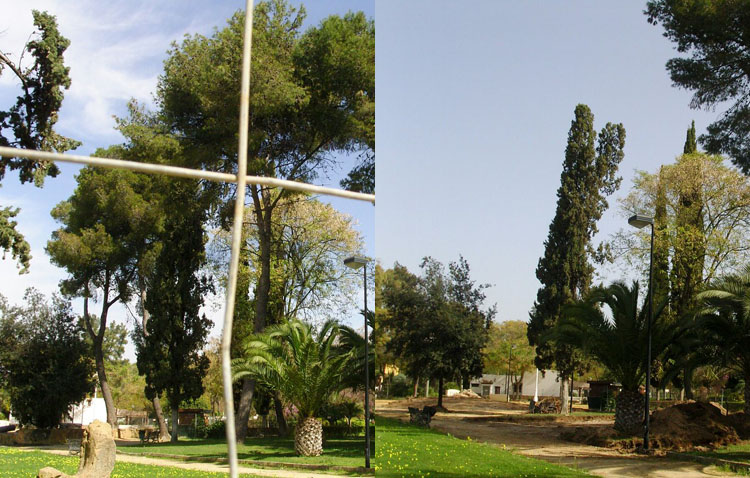 Equo-Sevilla denuncia la tala de pinos realizada por el Ayuntamiento en el parque de Consolación