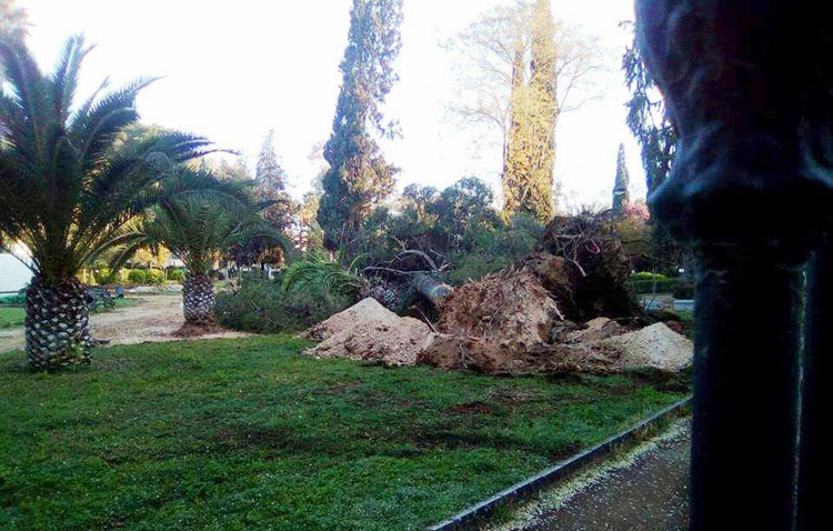 El PA denuncia que continúa la «sangría» de árboles en el parque de Consolación