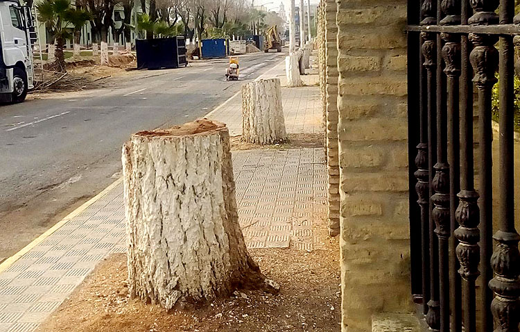 El PP reclama un inventario del arbolado de Utrera y una ordenanza municipal para evitar las «decisiones arbitrarias»