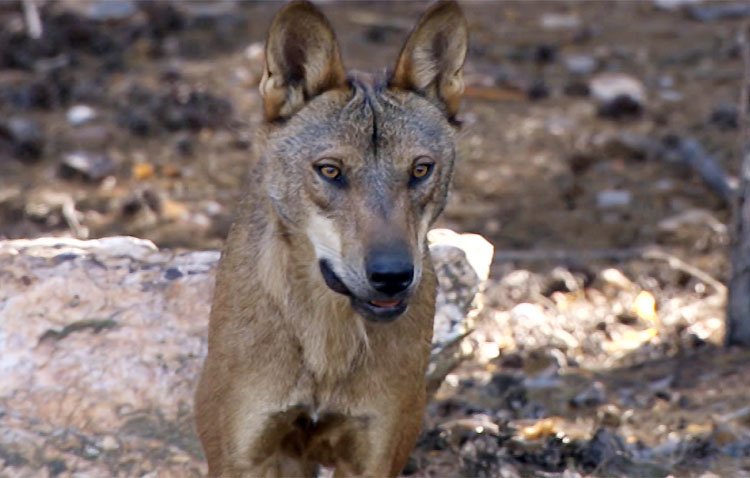 Ddevida proyectará un documental sobre la convivencia del lobo con el ganado ovino