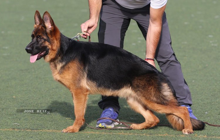 Un cachorro de perro pastor alemán de Utrera conquista a uno de los jueces internacionales más prestigiosos del mundo