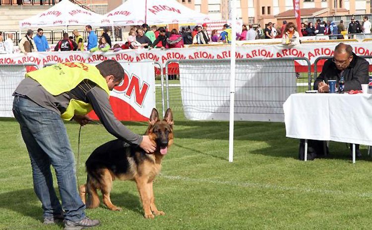 Todo listo en Utrera para acoger la monográfica del perro pastor alemán más importante de España