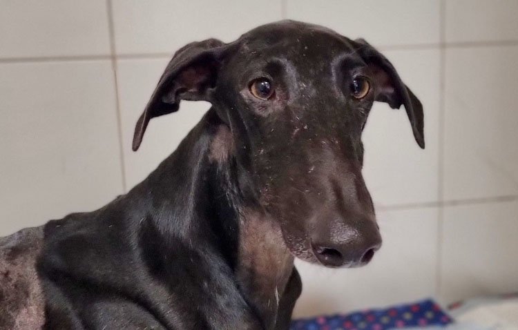 El perro que fue arrojado al desvío del Calzas Anchas recibe el alta médica aunque sin movilidad en sus patas traseras [VÍDEO]