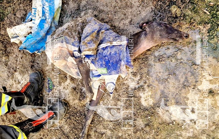 Rescatan un perro al que habían intentado matar tirándolo en un saco al canal del desvío del arroyo Calzas Anchas [VÍDEO]