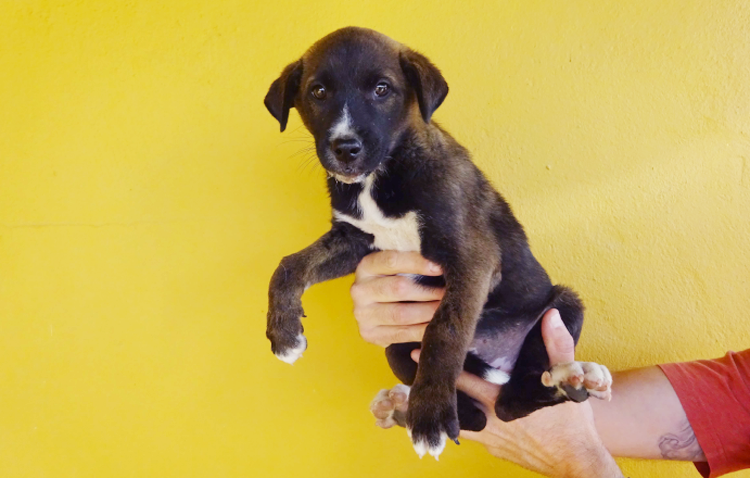Una campaña del Ayuntamiento de Utrera fomenta la adopción de animales «con responsabilidad»