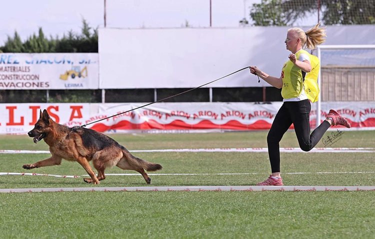 La ciudad de Utrera, epicentro nacional de los aficionados al perro pastor alemán