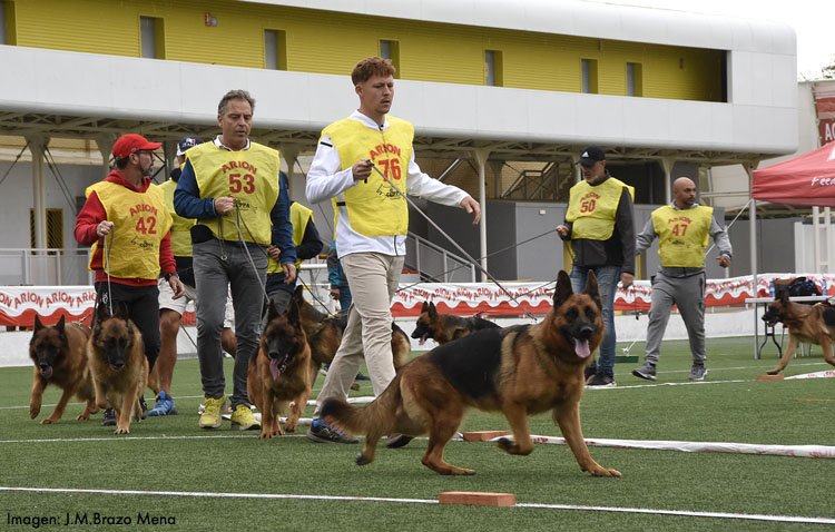 Utrera reúne en una competición internacional a los mejores pastores alemanes de Europa