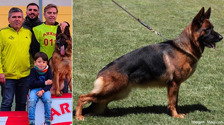 Un utrerano se alza con el triunfo en una monográfica nacional del perro pastor alemán