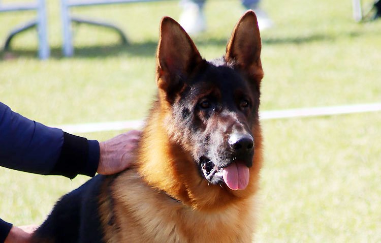 La ciudad de Utrera será un año más el punto de encuentro para los amantes del perro pastor alemán