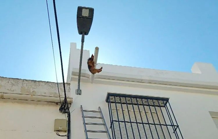 Rescatan a un perro que había quedado colgado de la tubería de desagüe en una casa en Utrera