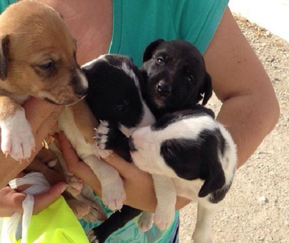 Llamamiento urgente para acoger una camada de perros encontrados