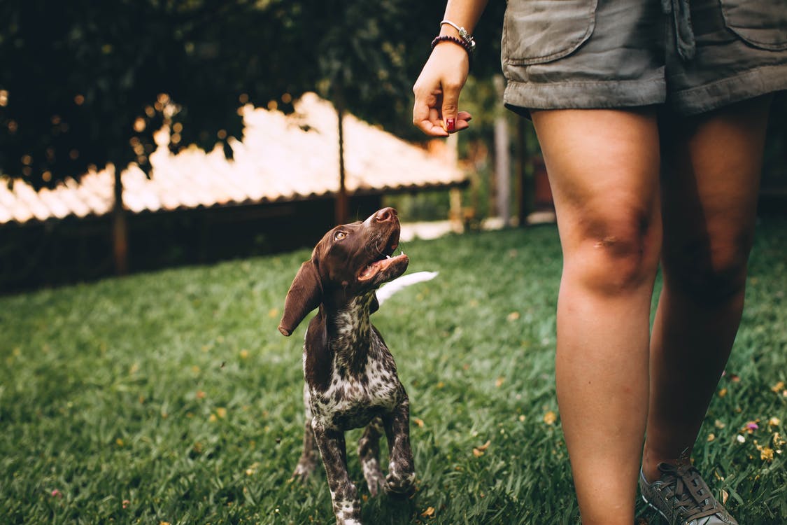 ¿Te vas de vacaciones? No dejes solo a tu perro
