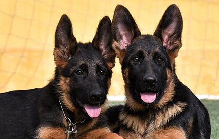 Aparecen los dos cachorros robados en la monográfica del pastor alemán de Utrera tras haber sido abandonados en una parcela