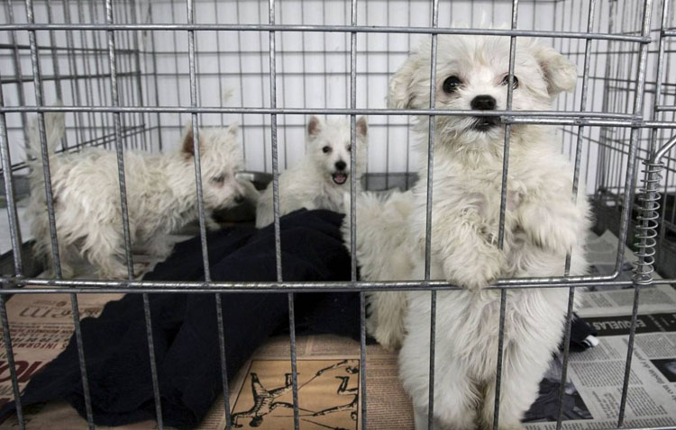 Una campaña municipal apuesta en Utrera por la adopción de animales en Navidad