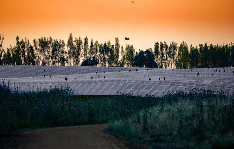 El parque solar de Don Rodrigo, una apuesta por el fomento de la biodiversidad y la economía local