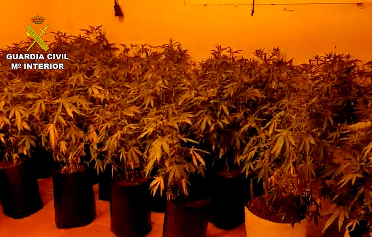 Desmanteladas dos plantaciones de marihuana en una vivienda ocupada ilegalmente en Utrera