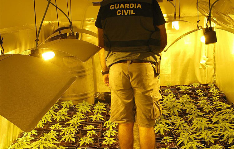 Dos detenidos por tener una plantación de marihuana en una vivienda de Utrera