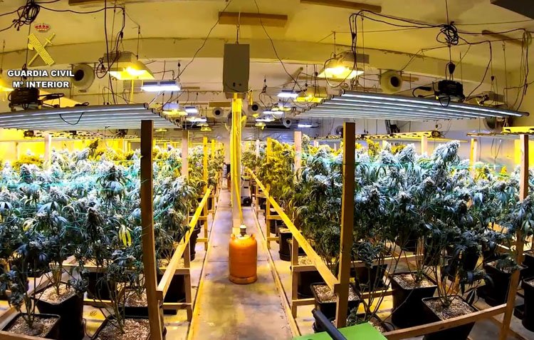 Desmantelada una organización dedicada al cultivo industrial de marihuana con una de las sedes de producción en Utrera