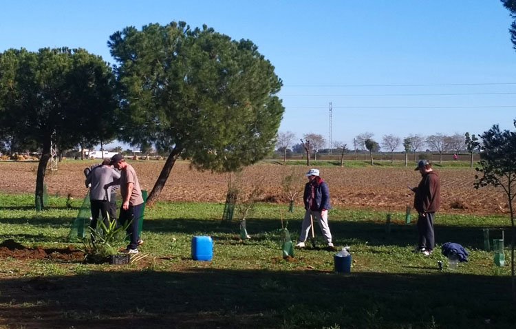 Vistalegre incorpora una veintena de árboles gracias a una nueva plantación