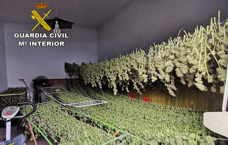 Cuatro detenidos en una importante operación de la Guardia Civil de Utrera contra el cultivo de marihuana