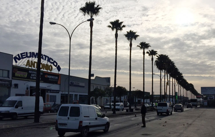 Comienza la poda de las palmeras de Utrera