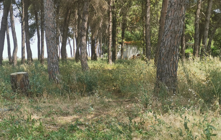Podemos denuncia «la suciedad y el abandono» del parque de la pedanía utrerana de Trajano durante la crisis del coronavirus