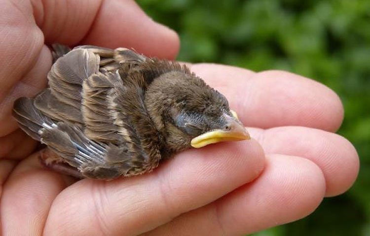 Podemos pide «nuevos protocolos» en las podas de los árboles en Utrera «para proteger a las aves en época de cría»