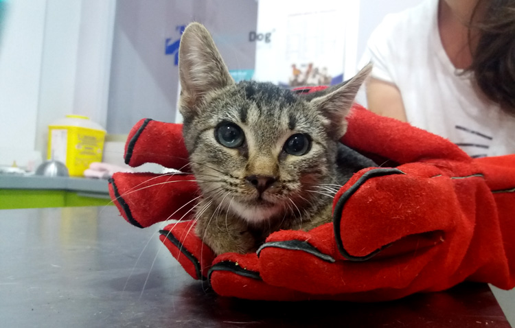 Ddevida llevará la gestión de las colonias de gatos callejeros de Utrera a unas jornadas felinas andaluzas