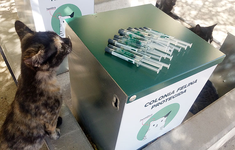 Medidas especiales para acabar con las colonias felinas y de palomas en Utrera