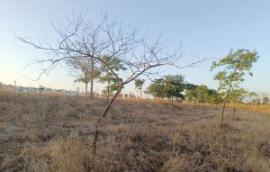 El PSOE alerta de que «cientos de árboles de reciente plantación se secan y corren el riesgo de perderse por falta de riego»