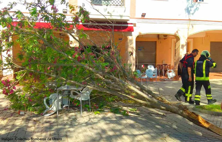 Herida una mujer de 60 años tras caerle la rama de un árbol en la plaza de Francia