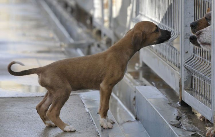Juntos por Utrera y Ciudadanos critican la gestión municipal sobre recogida de animales abandonados
