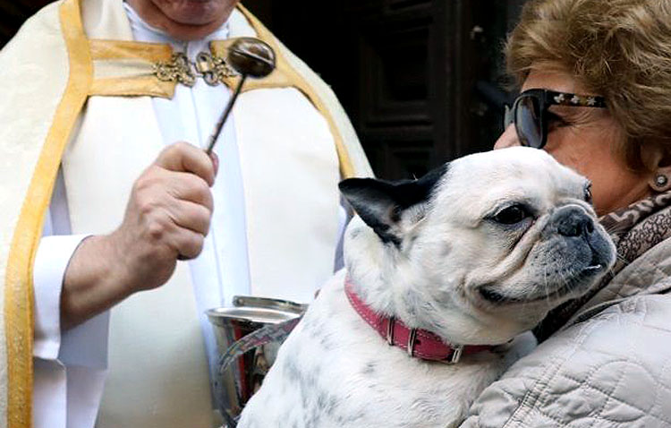 Domingo de bendición de animales en la parroquia de Santiago con motivo de la festividad de San Antón