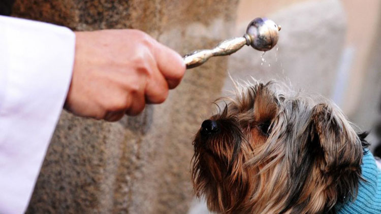 La parroquia de Santiago organiza un año más la bendición de animales con motivo de San Antón