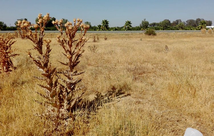 El Ayuntamiento pone en marcha un plan para inspeccionar el estado de todos los solares y parcelas abandonadas de Utrera