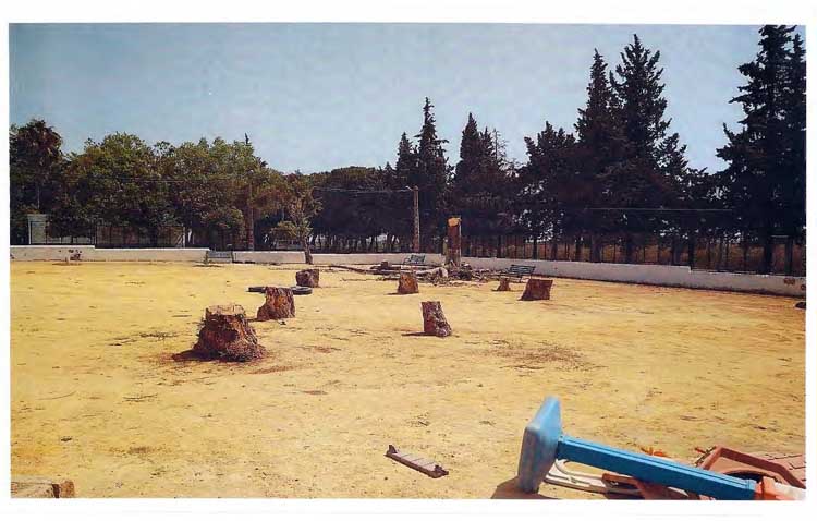 Trabajadores municipales están talando árboles poniendo «en riesgo su seguridad»